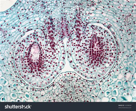 Embryo Of Lily Ovary Stock Photo Shutterstock