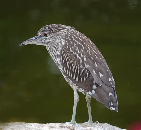 Juvenile Black Crowned Night Heron Juvenile Black Crowned Flickr