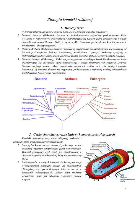 Biologia Kom Rki Ro Linnej Biologia Kom Rki Ro Linnej Domeny Ycia