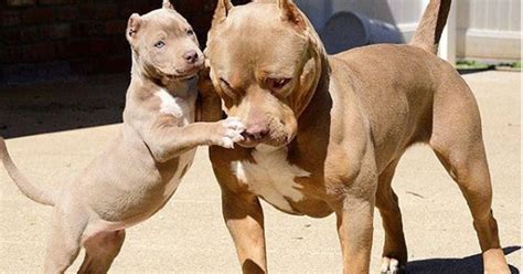 Estudio Sobre Los Perros Staffordshire Bull Terrier Revela Algo Que No