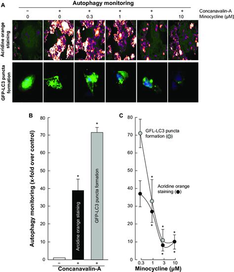 Minocycline Inhibits The Induction Of Acidic Vacuoles In Cona Activated