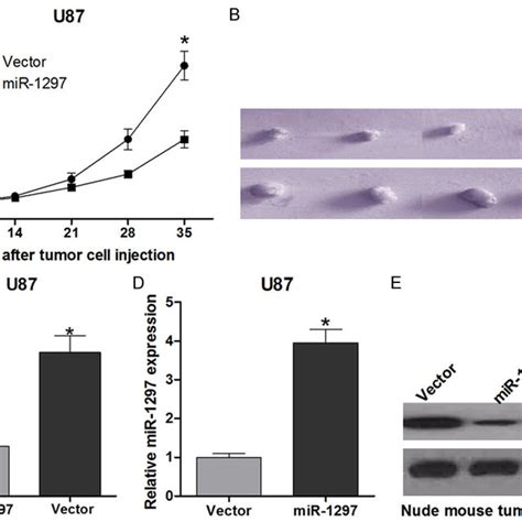 Mir 1297 Inhibits The Growth Of Xenograft Tumors In Vivo A