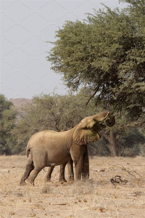 Desert Elephants in Namibia | High-Quality Animal Stock Photos ~ Creative Market