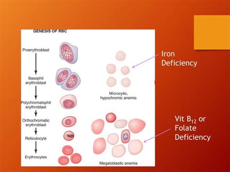 Haemopoiesis | PPT