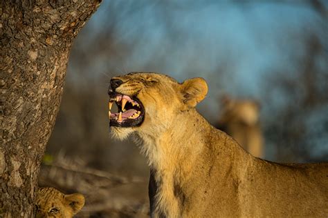 What Is The Flehmen Grimace Africa Geographic