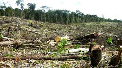 La Deforestacion En Honduras 2017