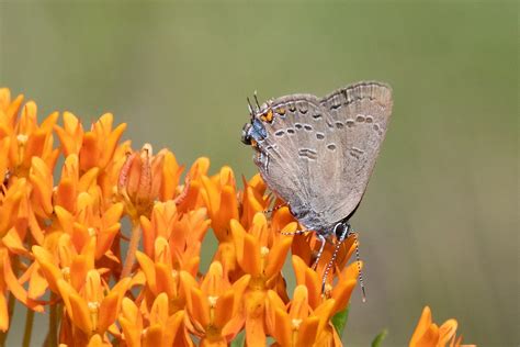 Banded Hairstreak Butterfly Lowell Mi Vaughn Morrison Flickr