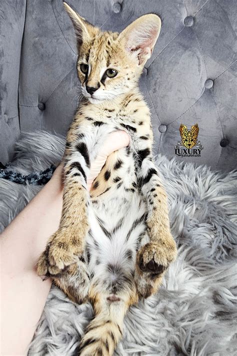 F1 SAVANNAH KITTENS AVAILABLE LUXURY SAVANNAHS