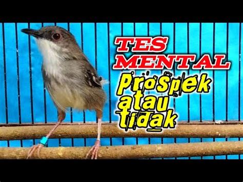 Tes Mental Ciblek Prospek Atau Tidak Suara Ciblek Bikin Ciblek Lain