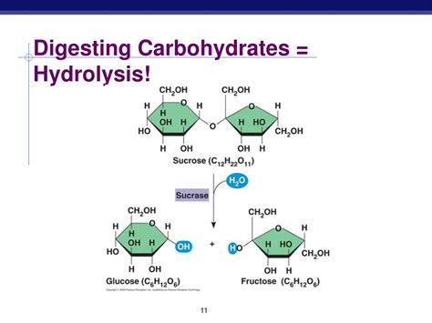 Hydrolysis Of Carbohydrates