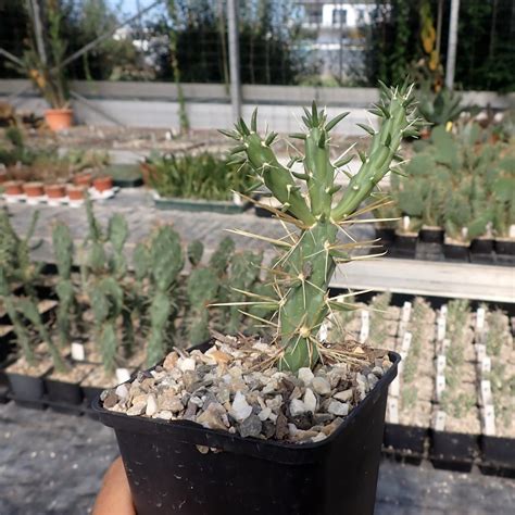 Cylindropuntia Davisii Cv Golden Lion Dw Uhlig Kakteen More Than