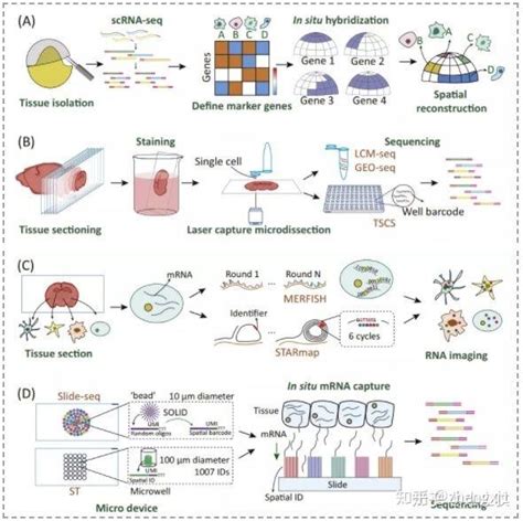 空间转录组 知乎