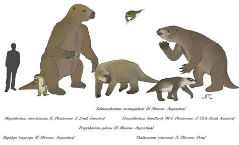 Ground Sloth Size Comparison