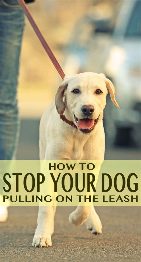 How To Stop Your Labrador Pulling On The Lead