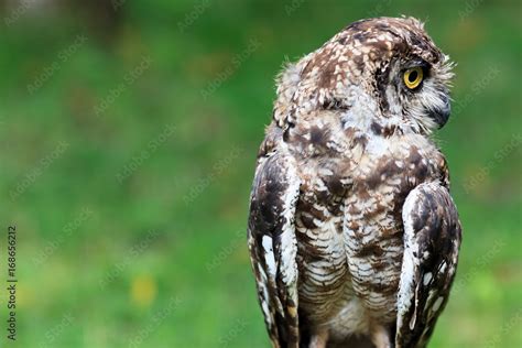 Spotted Eagle-Owl Stock Photo | Adobe Stock