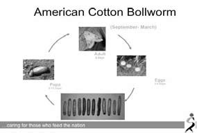 2: The CSA's PowerPoint of the American cotton bollworm lifecycle (with... | Download Scientific ...