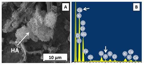 Jfb Free Full Text Znmn Doped Mesoporous Bioactive Glass Nanoparticle Loaded Zein Coatings