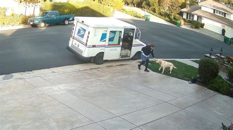 Our Mailwoman Loves Our Labrador Retriever Emmy And Gives Her A Treat