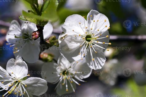 cherry blossom , spring 9491805 Stock Photo at Vecteezy