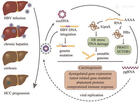 Multimodal Studies In Hepatitis B Virus Associated Hepatocellular