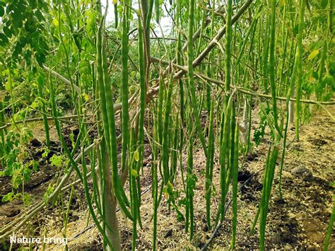 The best way to Develop and Care Moringa Plant - Batang Tabon