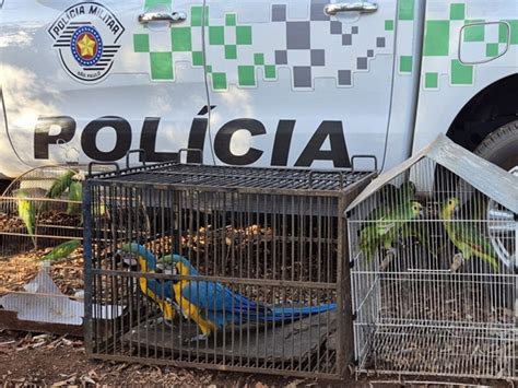 Pol Cia Ambiental Resgata Aves Nativas Em Am Rico De Campos