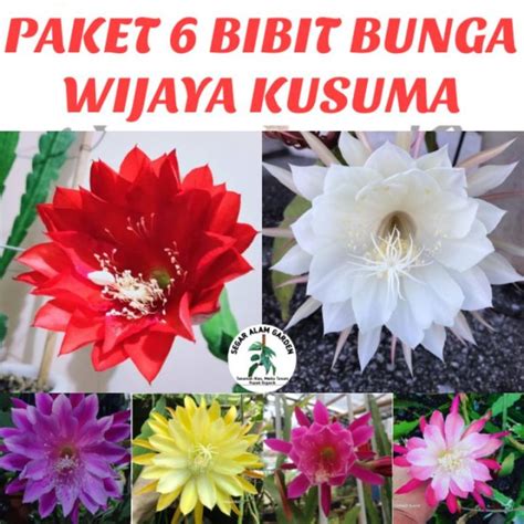 Paket Wijaya Kusuma Hybrid Bunga Hidup Wijaya Kusuma Tanaman