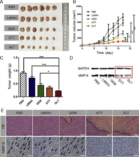 In Vivo T Solid Tumor Treatment A Images Of T Tumors Harvested