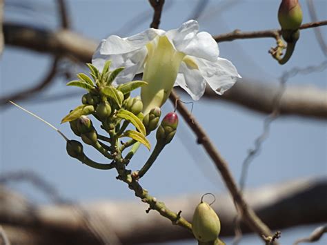 Ipomoea arborescens from Mazatlán Sinaloa Mexico on March 16 2022 at