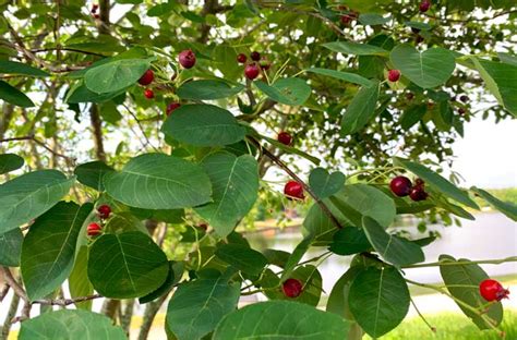 Serviceberries (Amelanchier): How to grow, forage & eat - Tyrant Farms