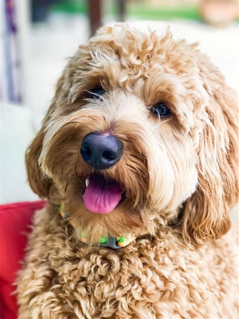 boudin blonde labradoodle labradoodle australian labradoodle labradoodle dogs