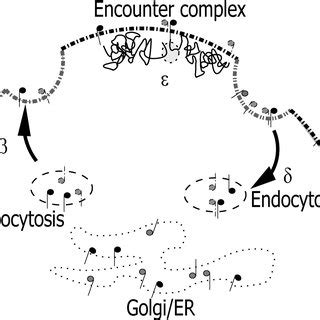 Illustration Of The Model For The Receptor Dimerization Process As Soon