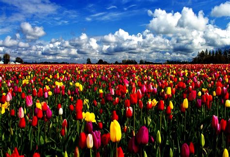 Bakgrundsbild Blommor Fält Tulpan Topp Gratis Bilder