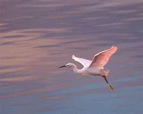 Snowy Egrets