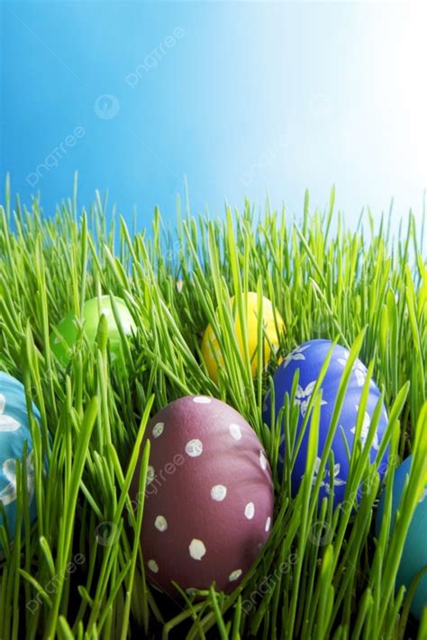 Easter Eggs In Fresh Green Grass Under Blue Sky Background And Picture