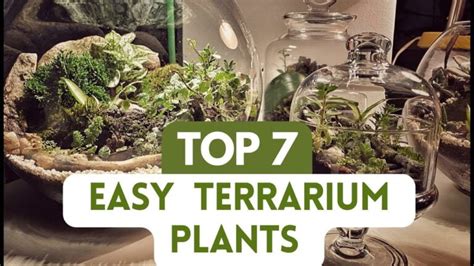 Terrarium Plant Selection Guide Actualizado July 2024