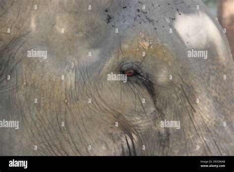 Asian Elephant In Thailand Stock Photo Alamy