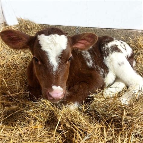 Dairy Good Life: Baby Calf Names of 2015