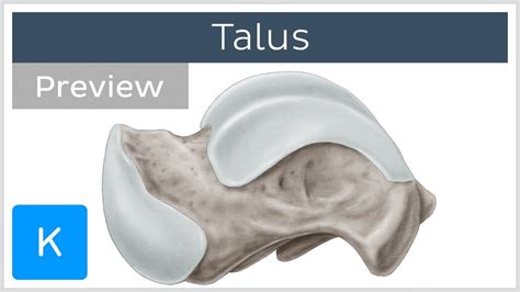 Talus Bone Articulations And Landmarks Preview Human Anatomy