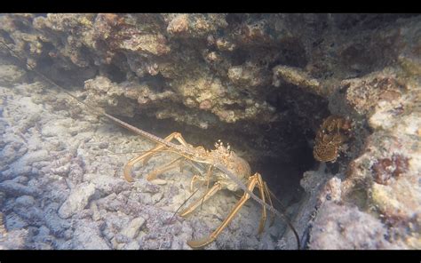 Snorkeling At Dry Tortugas National Park – DesertDivers