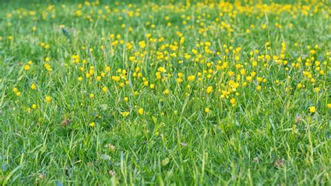 Free Images Field Lawn Meadow Prairie Flower Green Pasture