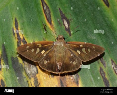 Saliana Longirostris Shy Saliana Butterfly Tortuguero National Park