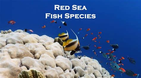 Common Red Sea Fish Species With Photos To See While Snorkeling