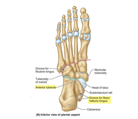 Navicular Bone Location, Anatomy, Labeled Diagram, 53% OFF