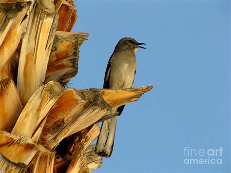 Singing Mockingbird Photograph by Marilyn Smith - Pixels