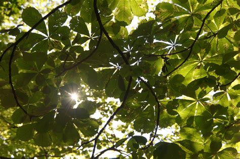 Fotos gratis árbol naturaleza bosque rama luz de sol hoja flor