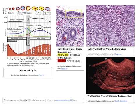 Menstrual Cycle Proliferative And Follicular Phase Article