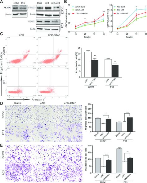 The Effect Of NKAIN2 Knockdown In 22RV1 And PC 3 Cells A The Effects