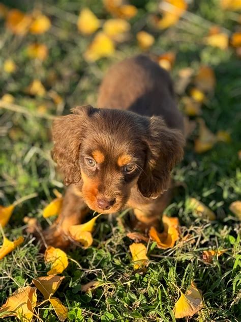 Cottage Canines Australia Home
