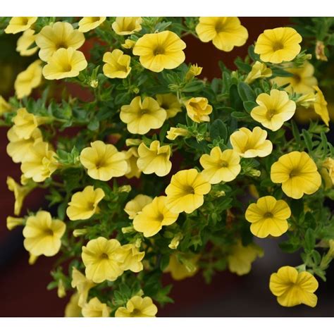 Calibrachoa F1 Kabloom Yellow Hanging Basket And Container Plants